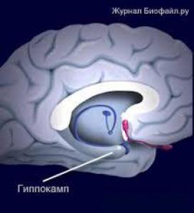 Ученые выяснили, что улучшает или подавляет память