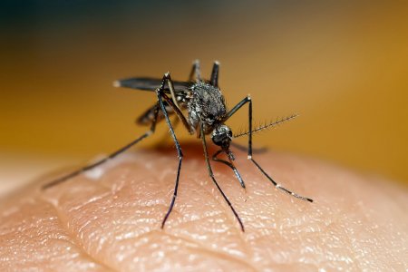 Врач-аллерголог рассказала, для кого наиболее опасны комары
