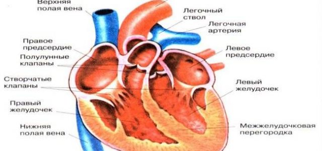 Как работает сердце и как оно меняется с возрастом