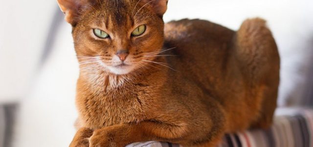 Абиссинская кошка — описание и стандарт породы, характер и особенности поведения, уход в домашних условиях