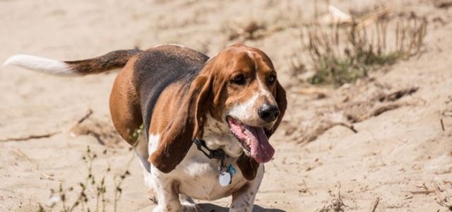 Охотничьи собаки — породы с описанием, характеристиками, названиями, стандартами и особенностями