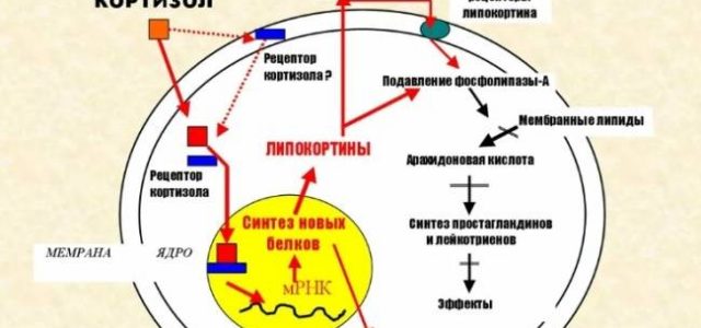 Что такое глюкокортикоиды