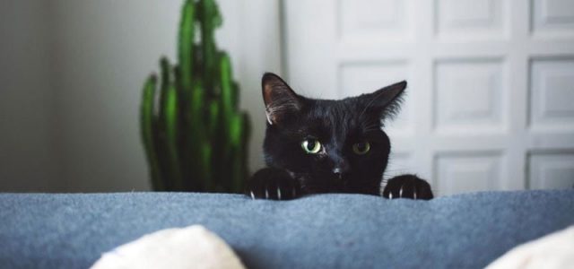 Как кот может разрушить вашу жизнь: 8 способов
