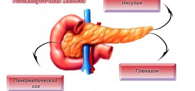 Почему поджелудочная железа перестает вырабатывать инсулин