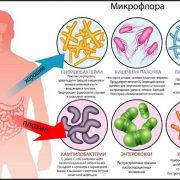 Познакомьтесь с микробиотой своего кишечника