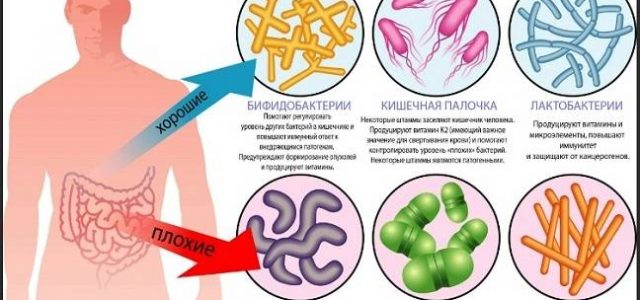 Познакомьтесь с микробиотой своего кишечника