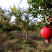 Диетолог Капралова порекомендовала курильщикам употреблять гранаты и апельсины