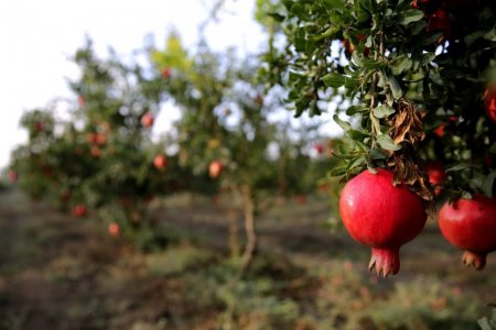 Диетолог Капралова порекомендовала курильщикам употреблять гранаты и апельсины