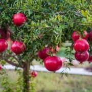 7 важных причин, по которым вам следует употреблять гранаты