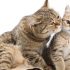Почему кошки приносят домой убитых животных