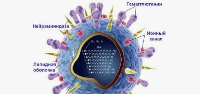 Что такое свиной грипп